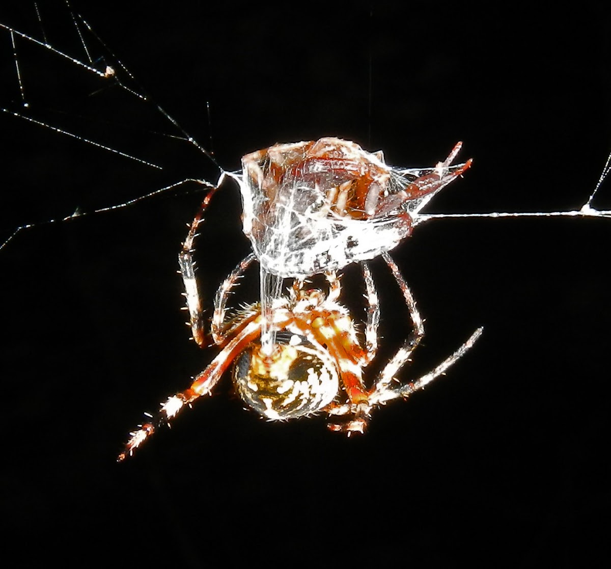 Spotted Orb Weaver Spider