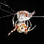 Spotted Orb Weaver Spider