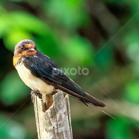 Barnyard by Kuppusamy Ramesh - Animals Birds
