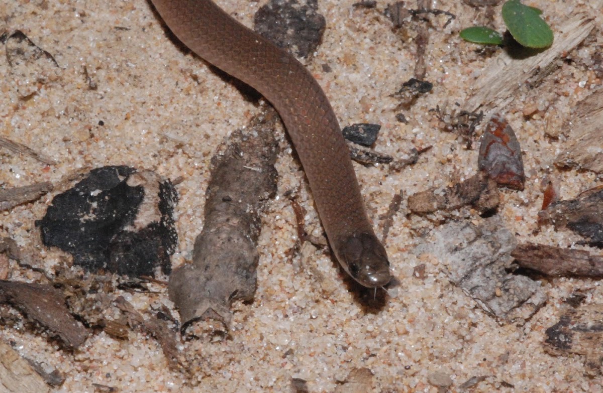 Flat-headed snake