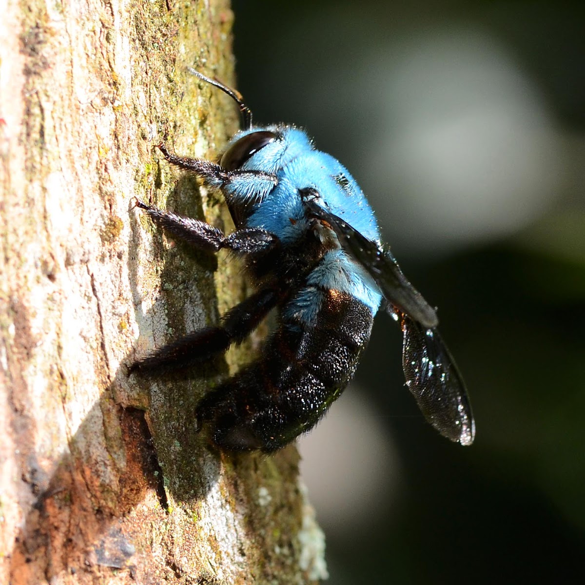 Blue carpenter bee