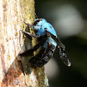 Blue carpenter bee