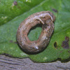 Confused  Eusarca caterpillar