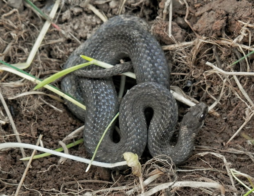 Northern redbelly snake
