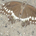 Palamedes swallowtail 