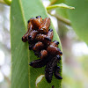 Variole Paropsine Beetle Larva