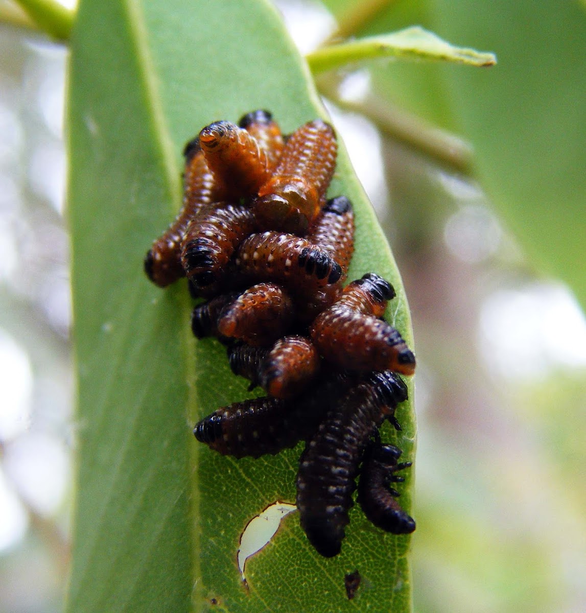Variole Paropsine Beetle Larva