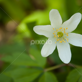 White forest flower by Madalin Stoean - Flowers Single Flower