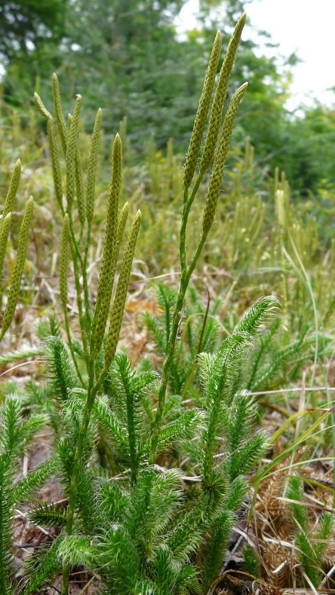 Stag's-horn Clubmoss