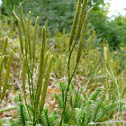 Stag's-horn Clubmoss