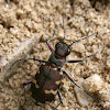 Six-spotted tiger beetle / Bronzen zandloopkever