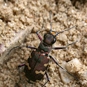 Six-spotted tiger beetle / Bronzen zandloopkever
