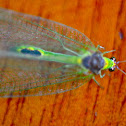 Green Lacewing