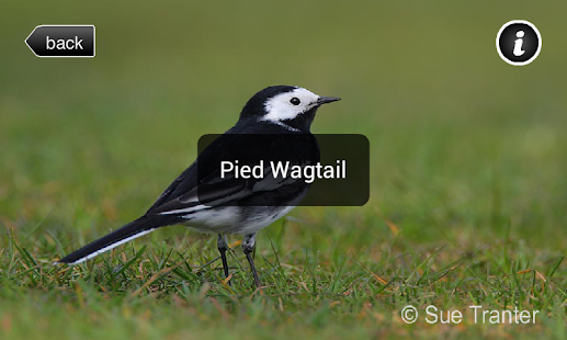 Birds of your Town Screenshots 3