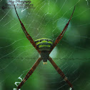 Writing spider/ Signature spider