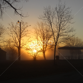 Sunrise on a Foggy morning by Linda Poessnecker - Nature Up Close Trees & Bushes