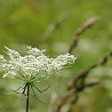 Queen Anne's Lace