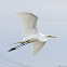 Great Egret