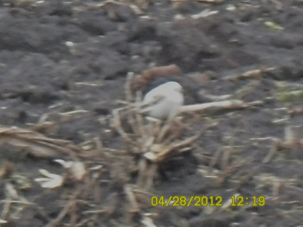 albino sparrow