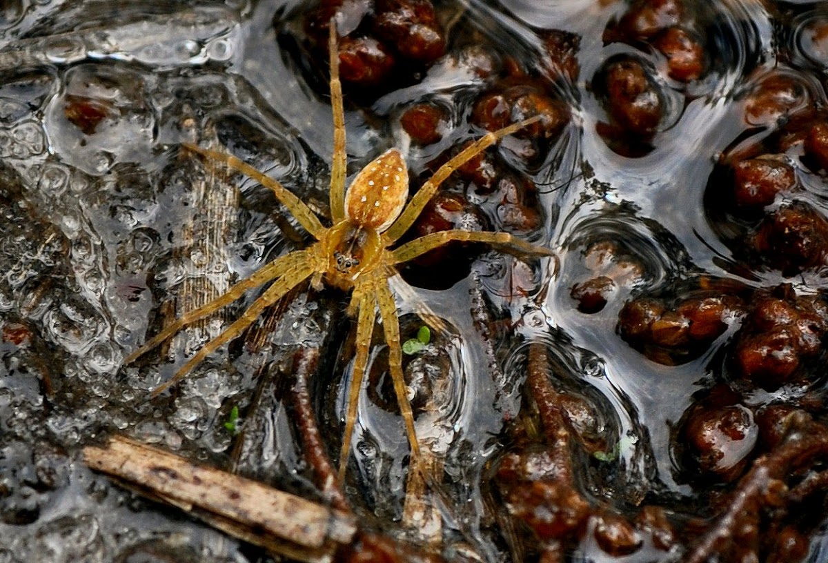 Sixspotted Fishing Spider