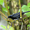 scrub blackbird