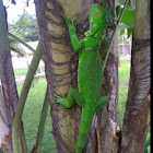 Green iguana (juvenile)