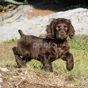 Winyah by Beth Mears - Animals - Dogs Puppies