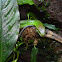 Red-tailed Green Ratsnake