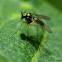 Green Long legged Fly