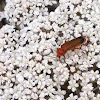 Red Soldier Beetle