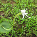 Plant from a leaf with White flower