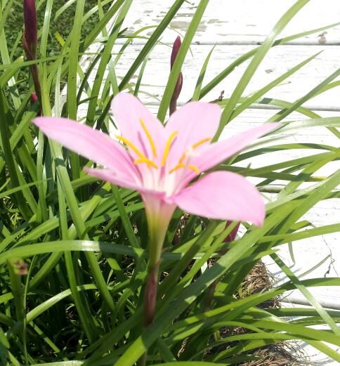 Pink rain lilly