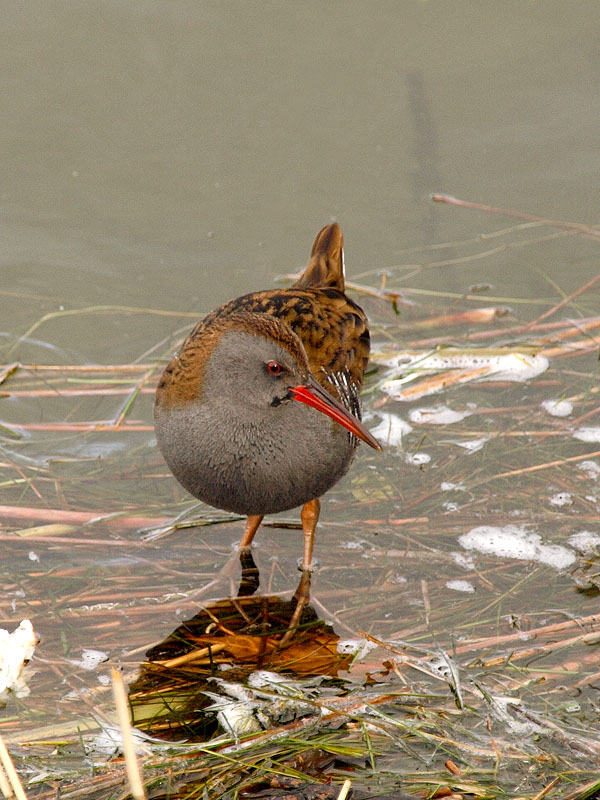 Rascón (Water rail)