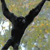 Siamang