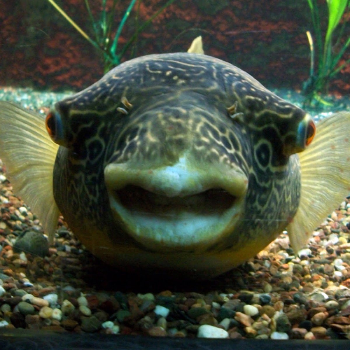 Puffer Fish