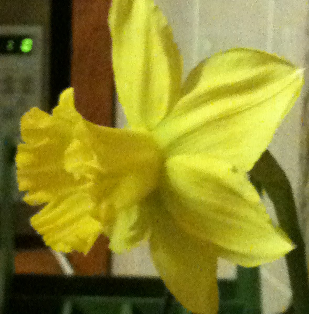 Narciso amarillo