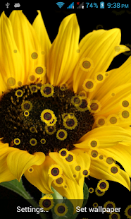 How to install Sunflower Live Wallpaper 1.0 unlimited apk for bluestacks