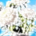 Beach Vase Live Wallpaper logo