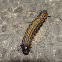 Orangestriped oakworm