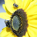 Bumblebee and bee