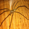 Brown Recluse/Violin Spider