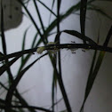 Semut Hitam (Black Ant)