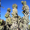 Cactus monstruoso