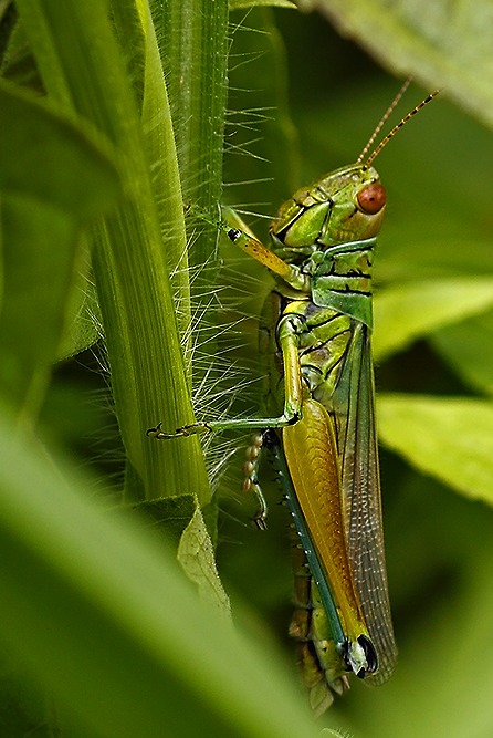 Bluish-green Rice Grasshopper