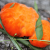 orange brain fungus