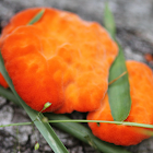 orange brain fungus