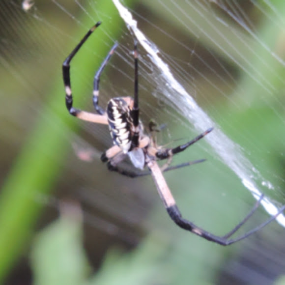 Zipper Spider, Black and Yellow Garden Spider. Project Noah