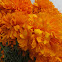 African marigold, cempasúchil, cempaxóchitl.
