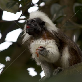 !!! by Sambit Ghosh - Animals Other