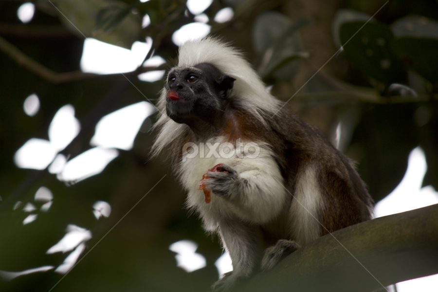 !!! by Sambit Ghosh - Animals Other